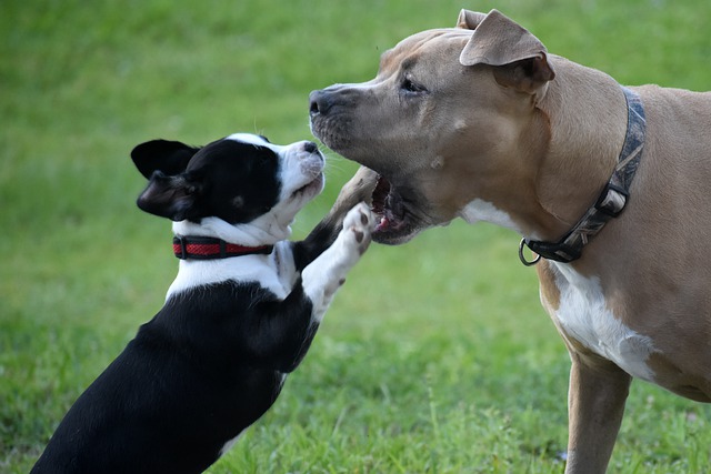 Dogs playing