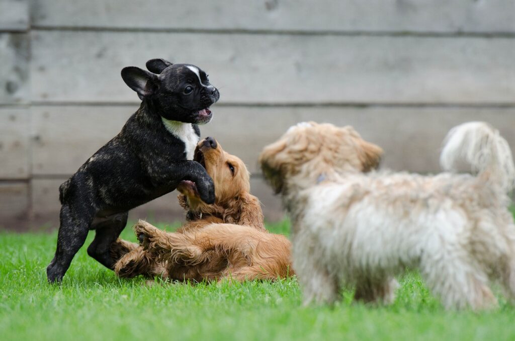 How to Potty Train a Puppy: Dogs playing.