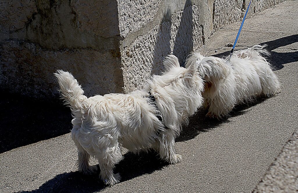 How to Potty Train a Puppy - Dogs sniffing.