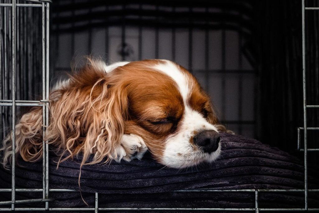 How to Potty Train a Puppy- dog sleeping  in a crate.